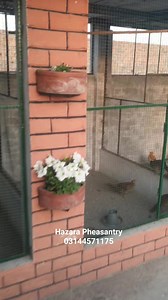 9.9K views · 210 reactions | In every aviary, some pairs bring pure magic & nothing compares to the sparkle of Red and Yellow Golden pheasant pairs. Their colors, their bond, their grace — simply breathtaking. | Hazara Pheasantry | Facebook