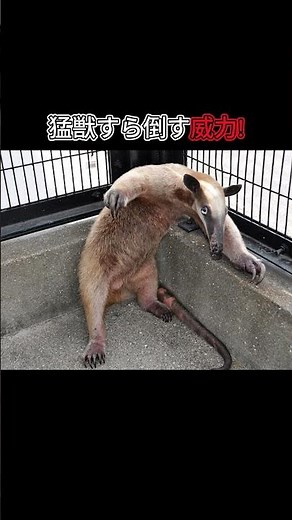 【驚愕】アリクイってこんな生き物！