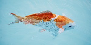 It’s What’s Inside that Counts, Unless You’re a Robotic Fish - USC Viterbi | School of Engineering