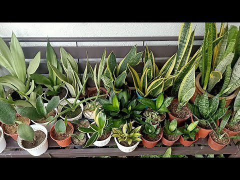 15 Types / Varieties of Sansevieria / Snake Plant With Names and Comparison