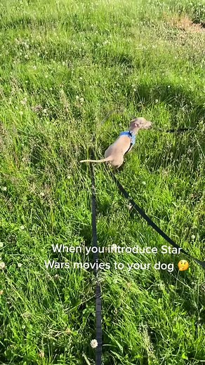 Introducing Star Wars Movies to Your Dog