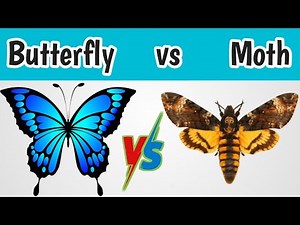 Butterfly vs Moth || Difference between Butterfly and Moth || Animal Differences