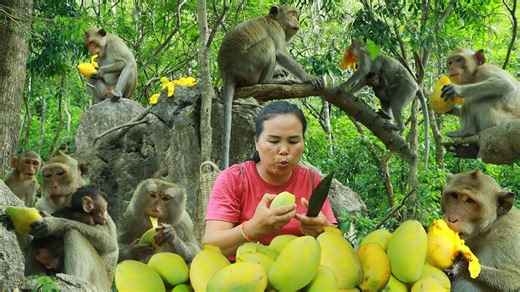 47K views · 911 reactions | Survival in the rainforest- found mango for eat _ eat with monkey | Living And Cooking | Facebook