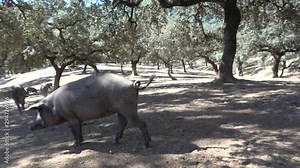 Iberian pigs in Jabugo village, in the mountains of Aracena, Huelva, Spain