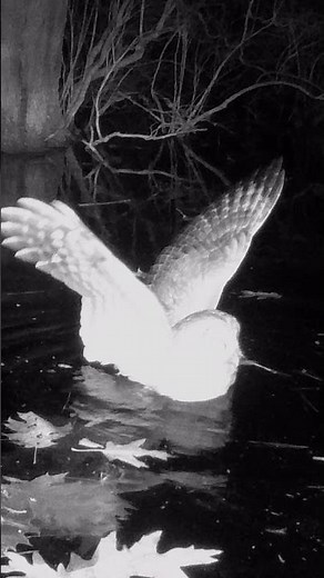 Barred Owl Flying From Vernal Pool!