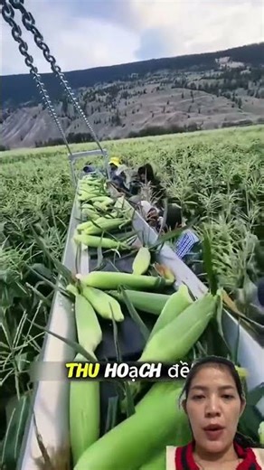 Thu hoạch ngô ở Úc #farming #easyfarming #fruitcutting