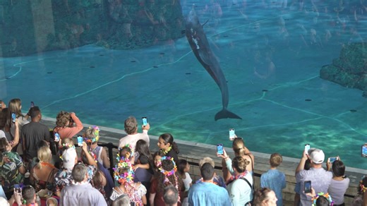 Experience a tropical luau at Clearwater Marine Aquarium’s end-of-summer celebration! Enjoy live entertainment, Hawaiian cuisine, and mesmerizing marine life in an enchanting atmosphere. Join us for an unforgettable night under the stars, bidding farewell to summer in true island style. Get tickets: https://www.cmaquarium.org/event/aquatic-luau-2024/ | Clearwater Marine Aquarium