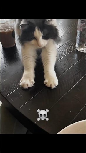 CATS CAN'T PRETEND..☠️
