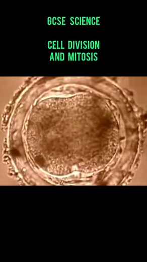 Cell Division Under the Microscope