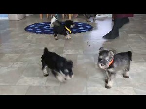 Mini Schnauzer Puppies For Sale