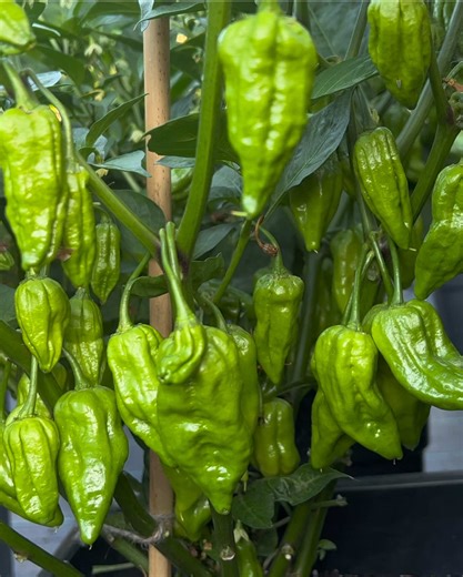 Exploring Naga Morich: The Fiery Sylheti Pepper