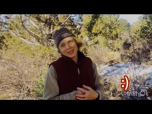 Juniper Tree species: An Introduction