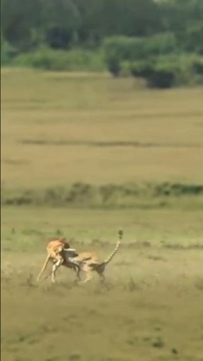 High Speed Chase Between Cheetah and Antelope Ends in a Successful Hunt #animals #wildlife