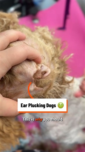 Plucking Out My Dog's Overgrown Ear Hair 🤢 | Viral Motion