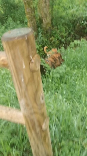 UBY et Nakido sous la pluie en balade, mais tout le monde est content @super fans Anne Chichis Aurélie Eduka'chien Éduka'chien Maud Ani'Maud Emmanuel Frerou #pensioncaninefamilialebien #pensionchienun #animauxdecompagnietout #animauxdecompagniedechiend #petseriecaninee #garderiecaninee #animauxdecompagniee #vallonsdelerdre #pensioncaninefamiliale #garderiepourchiens | La Co'Lau Dog