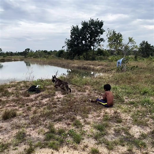 Malinois 1vs1: Exciting Dog Showdown