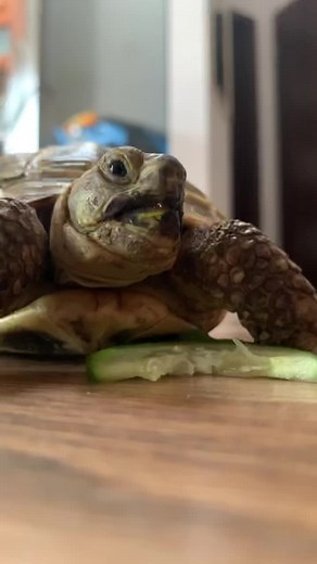 Tortoise Eats Cucumber: A Captivating Feeding Moment