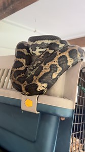 622 reactions · 18 comments | Carpet python lining up Guinea pigs  I was called out to a home in Cooran yesterday to relocate this rather large and hungry Carpet python from around the Guinea pig cage. Poor little piggies were pretty scared. Snake out to the bush now. Luke 0499920290  #lukethesnakecatcher #snake #snakecatcher #sunshinecoast #noosa #carpetpython #guineapiglife | Snake Catcher Noosa 24/7 Luke the Snake Catcher | Facebook