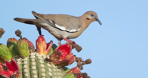 White-winged Dove Similar Species to, All About Birds, Cornell Lab of Ornithology