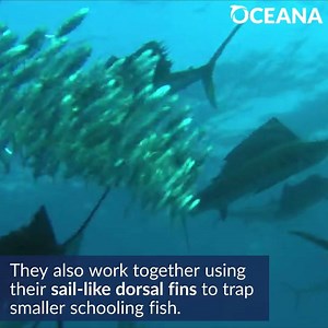 11K views · 329 reactions | Watch out! It's the sailfish, the fastest fish in the sea. https://bit.ly/2XOxPuB | Oceana | Facebook