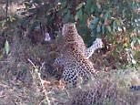 Leopards attack giant Rock Python in Kruger National Park