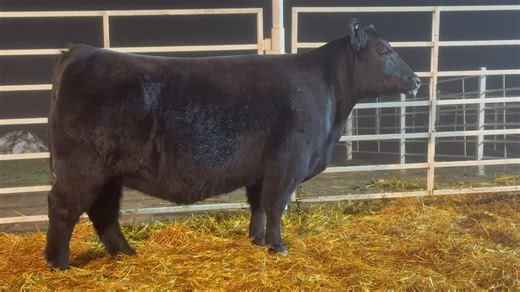 First Class/Dakota Classic Lot 40 Purebred Angus During the Day or under the lights this one is flat good Sells Jan 1st | Smith Cattle Company
