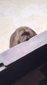 Monkey Costume Try-On Haul 🐒🎃 | Fun Halloween Outfits!