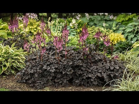 Astilbe Dark Side of the Moon | Walters Gardens