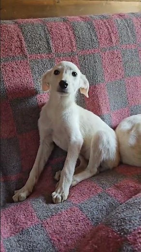 Shiva - sucht ein neues Zuhause - Hunde in Not aus dem Tierschutz