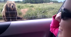 Woman Waves At Bear Not Expecting It To Respond