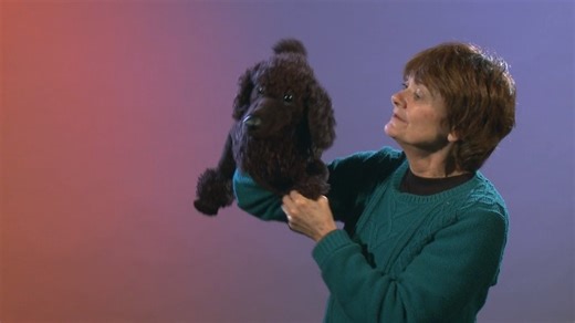 Watch Folkmanis Poodle Puppet Demo on Amazon Live