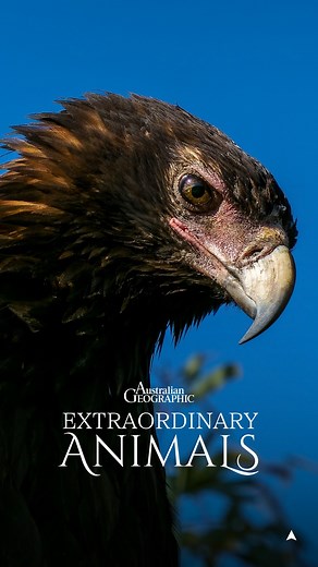 Australian Geographic | For Day 2 of Bird Count Week, we’re spotlighting Australia’s largest bird of prey: the wedge-tailed eagle! What’s your favourite Aussie... | Instagram