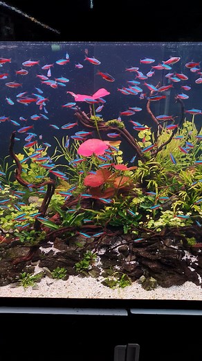 Red Neon Tetra Hidden Stream Nature Aquarium #aquarium #aquariums #plantedaquarium #freshwateraquarium #biotopaquarium #tropicalfish #aquariumhobby #plantedtank #aquascaping #aquascape #fish #fishkeeping #fishtank #aquariuminspiration #aquariumsofinstagram #natureaquarium #redneon | Tobias Trott