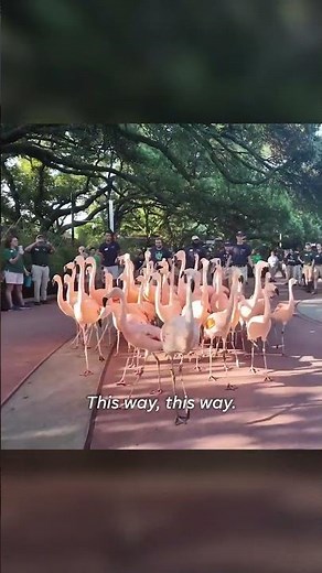 Hundreds guide flock of flamingos to new Houston Zoo aviary #Shorts
