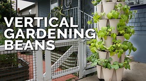 137K views · 7.6K reactions | Bush beans are my favorite style of...