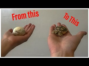 Baby Tortoises Hatching + Tortoises laying Eggs (Part 1)