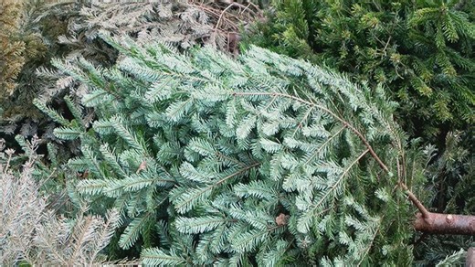Denver Treecycle Program makes holiday cleanup easy, provides mulch for spring gardens