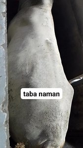 ⚡🐄🐄🐄 | Jerry Rodeo