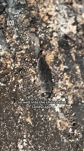 75K views · 1.5K reactions | Meet a unique insect that thrives in a burning landscape  : Nick Volpe & Lucyna Kania #FireBeetle #JewelBeetle #NorthernTerritory #FireproofBeetles | ABC Science | Facebook