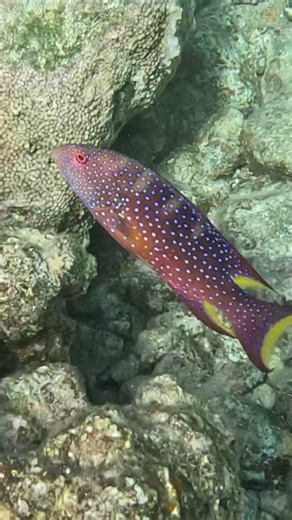 Yellow-Edge Lyretail Grouper Slips Into Coral 🐟🫥🪸