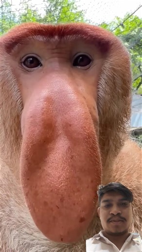 Proboscis Monkey Makes Noises funny