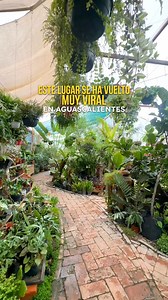 525K views · 8.9K reactions | El día del hoy acompáñanos a visitar Casa Mezquite  Ubicado en: Av. Eugenio Garza Sada 48, Los Pocitos, 20328 Aguascalientes, Ags. Horario: Martes a Viernes de 8:30 am a 9 pm y Sábado y Domingo de 10 am a 9 pm, Lunes Cerrados #aguascalientes #hidrocálido #plantas #comida | ¿Qué hay en Ags? | Facebook