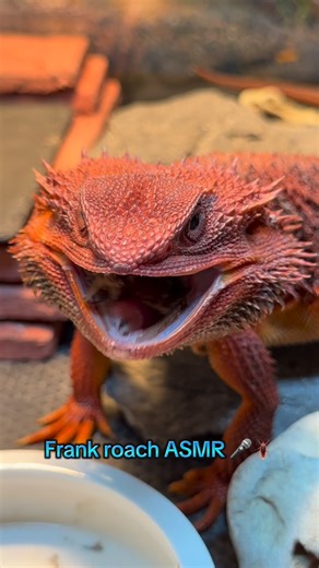 Jess Meyers on Instagram: "I have never met an animal that is more lazy than Frank ☠️🪳 • • • #beardeddragon #reptile #beardie #beardeddragonsofinstagram #lizard"