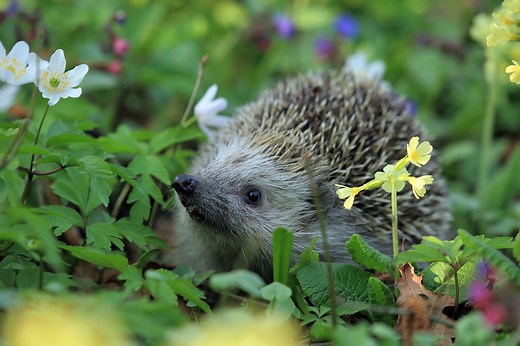 519 Cute and Funny Hedgehog Names - Animal Hype