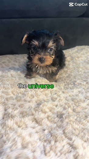 Meet Nala, an adorable and playful pup ready to become a beloved member of your family. Born on 1.19.26, she is one of three females and will be ready to go home in March. Nala is a sweet and affectionate companion who loves to run and play. She has a beautiful coat and a friendly disposition that is sure to bring joy to your home. Don't miss the opportunity to bring Nala into your life and experience the love and loyalty that only a furry friend can provide. #yorkie#puppy#adorable#girl#fyp