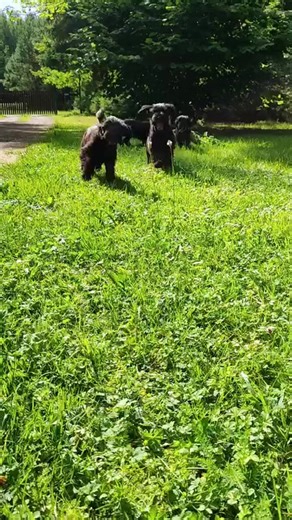 Always a joy to see them so united and happy. #GiantSchnauzerPuppies #PuppyLove #cutemoments #puppyavailable #puppiesadoption | Giant schnauzer puppies for sale