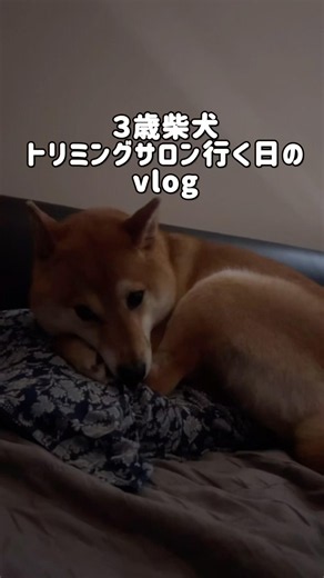 柴犬トリミング行く日のvlog✂️✨ #vlog #shiba #shibainu #柴犬 #柴犬もも
