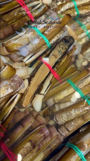 Live Ireland Razor Clams 🇮🇪 Fresh & Wild | Premium Seafood from Europe