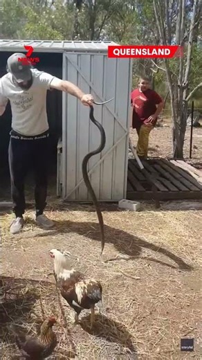 Chunky snake caught in a hay shed