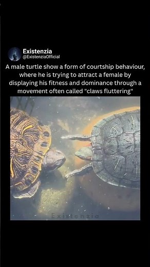 Claw Fluttering : A Male Turtle’s Courtship Display